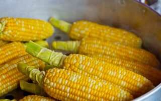 Как правильно хранить свежие початки кукурузы в домашних условиях