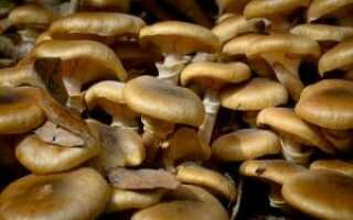 Как правильно заморозить свежие грибы на зиму в домашних условиях — сколько и как хранить