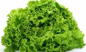Как правильно заморозить листья салата на длительное хранение — лучшие рецепты использования