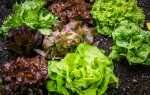 Как сохранить свежесть листового салата надолго?