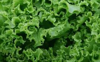 Способы сохранить листовой салат на зиму — сушка, заморозка, маринование