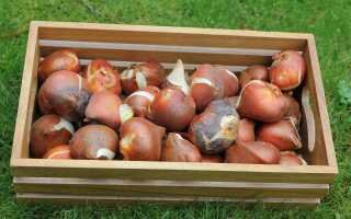 Правила и секреты хранения луковиц тюльпанов