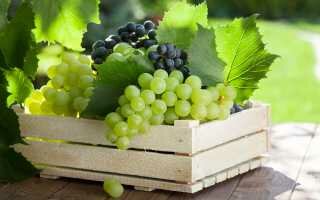 Способы сохранения свежего винограда на всю зиму