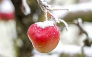 Можно ли хранить яблоки зимой на балконе?
