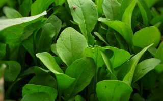 Как сохранить свежесть и аромат листьев рукколы
