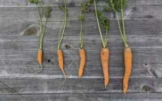 Можно ли хранить морковь в холодильнике и почему она вянет?