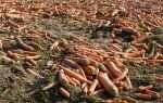 Технология хранения морковки в песке — выбор песка и условий