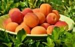 Как правильно хранить свежие абрикосы — проверенные способы