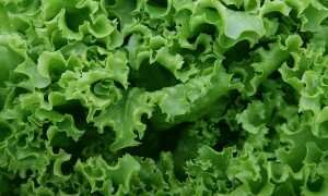 Способы сохранить листовой салат на зиму — сушка, заморозка, маринование
