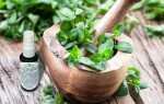Как сохранить свежесть и аромат листьев мяты — проверенные способы