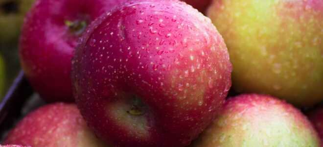 Можно ли засушить яблоки без духовки и сушилки