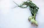 Можно ли сушить зеленый лук на зиму в домашних условиях?