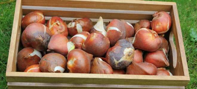 Правила и секреты  хранения луковиц тюльпанов