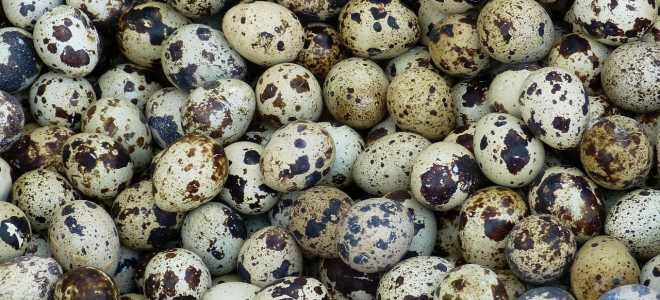 Сколько хранятся перепелиные яйца в холодильнике: сырые и вареные