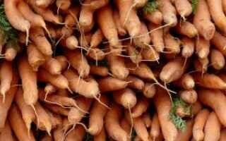 Выбор, подготовка и способы сохранения моркови свежей до весны