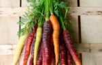Особенности и преимущества хранения морковки в полиэтиленовых пакетах в погребе