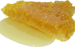 Хранение меда в сотах: где и как хранить соты с медом дома