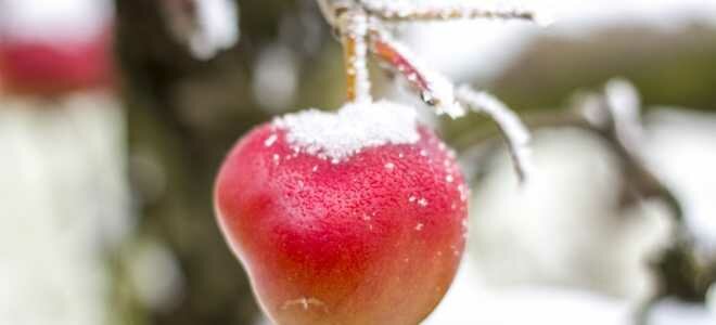Можно ли хранить яблоки зимой на балконе?
