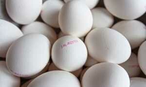 Правильные условия хранения яиц, как и где хранить яйца чтобы увеличить скок годности на длительное время