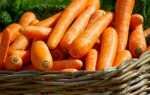 Зачем моют морковь перед длительным хранением – советы экспертов