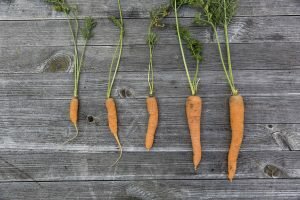 Почему морковь становится мягкой при хранении