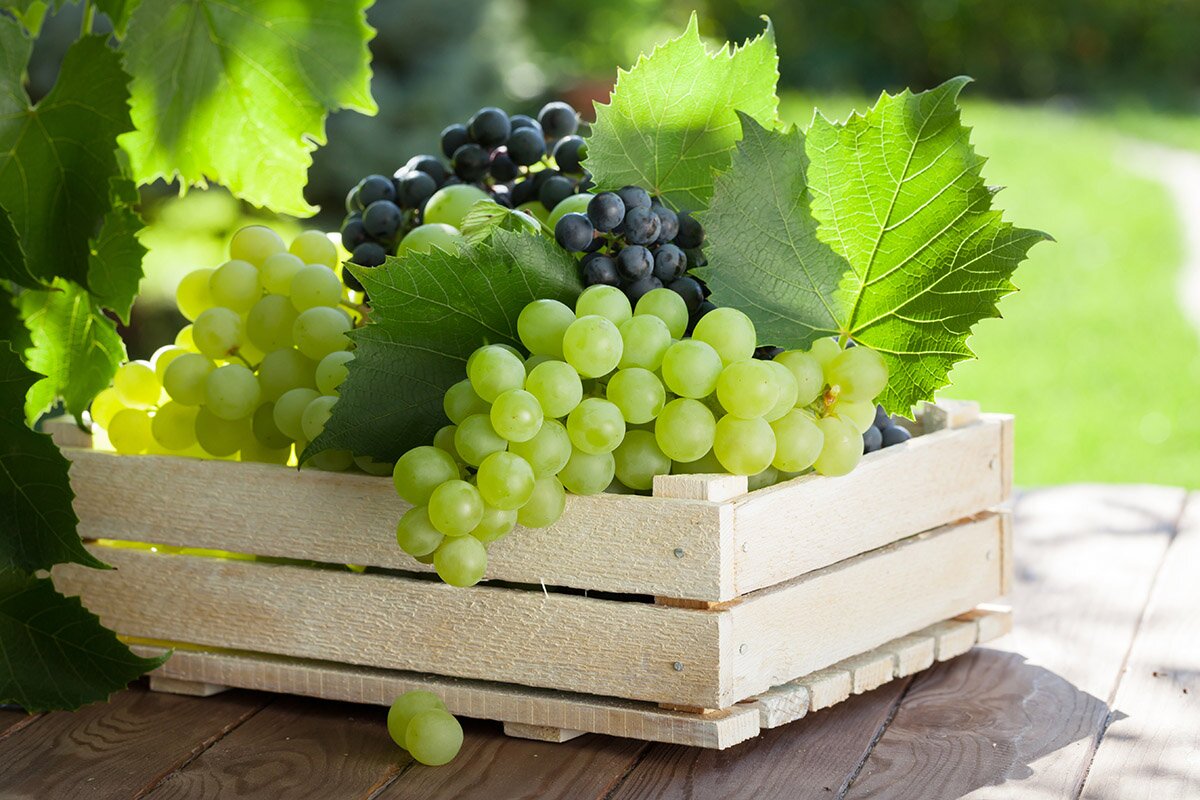 Способы сохранения свежего винограда на всю зиму