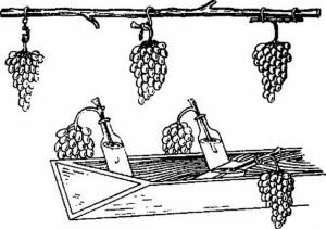 Методы хранения винограда