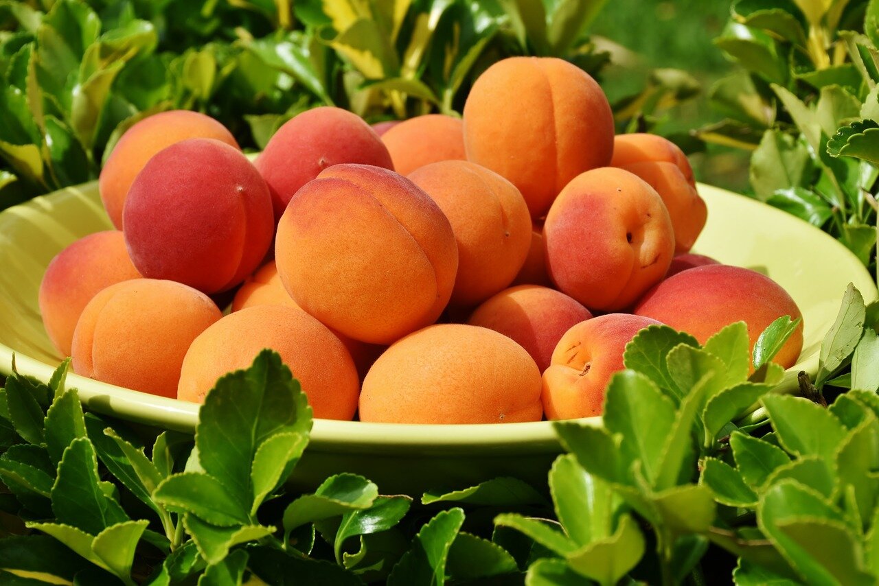 Как правильно хранить свежие абрикосы