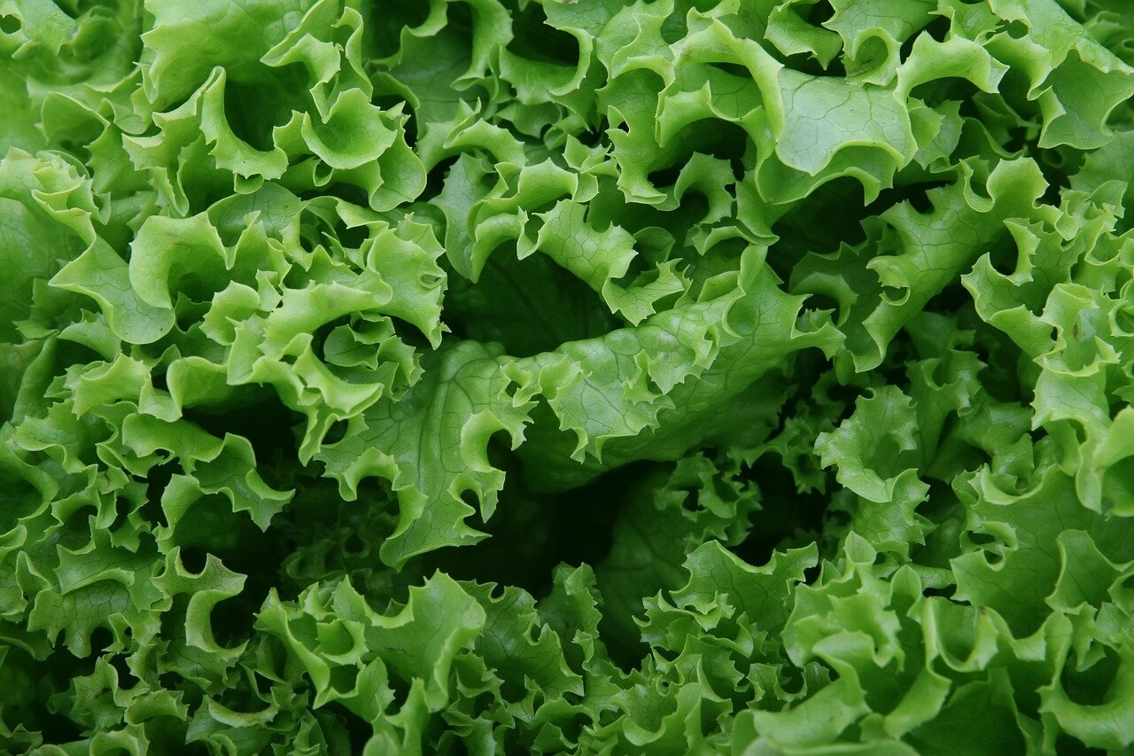 Способы сохранить листовой салат на зиму