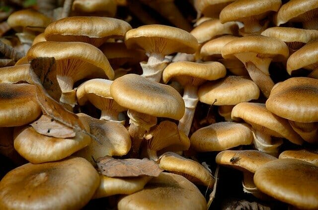 как дольше сохранить грибы свежими